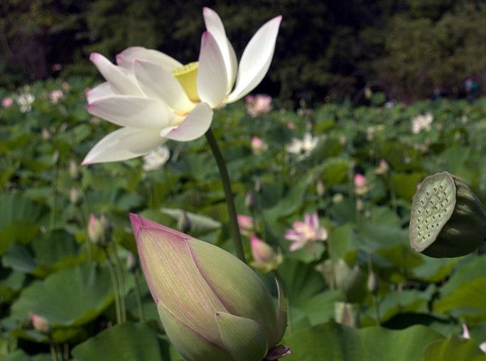 Lotus Flower 